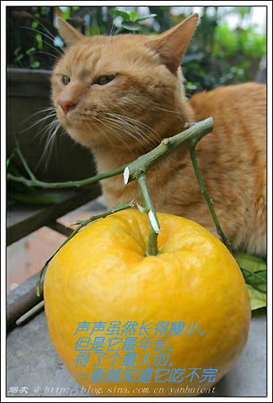ͼƬһҳ