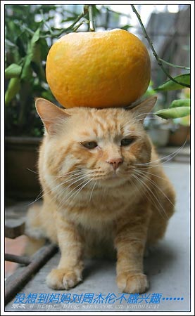 ͼƬһҳ