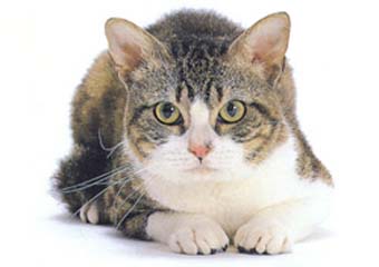 美国刚毛猫