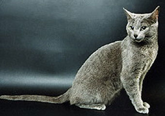 俄罗斯蓝猫 ARCHANGEL猫,西班牙蓝猫,CHA