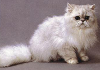 波斯猫变种:深银灰色波斯猫:毛发基部为纯白