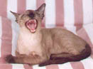 TONKINESEè