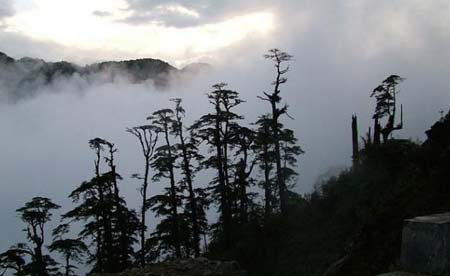 高黎贡山嗅到野兽气息(图)