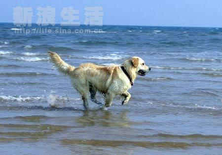 组图让天使陪你去看海