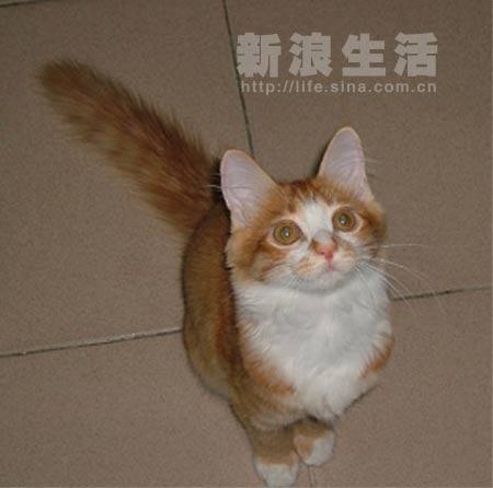 猫咪美牙秀:齐小Q(组图)