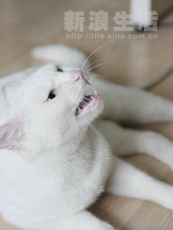 牙齿是女性猫咪最爱的防身武器之一