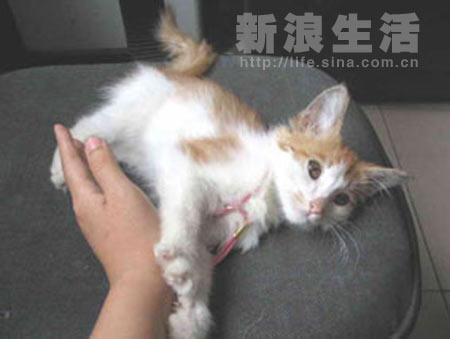 组图:超级踩奶迷预订中