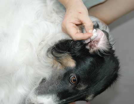 犬的耳朵包含外耳,中耳与内耳三部分,而俗称的 "犬耳朵发炎",其实是指