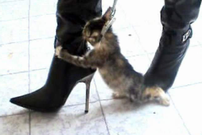 比踩猫女人更残忍的虐待(极度血腥,胆小者慎入!