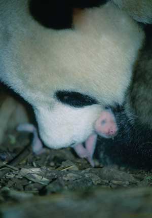 熊猫虎子——求生1.
