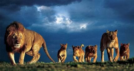 非洲  狮子是群居动物,事实上,它们是猫科动物中唯一的一种群居动物.