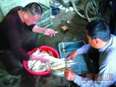 一盘清蒸刀鱼售价万元学者称整个长江生态买单