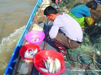 一盘清蒸刀鱼售价万元学者称整个长江生态买单