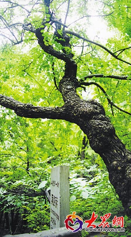 畅游东平湖 感受水浒传_滚动新闻