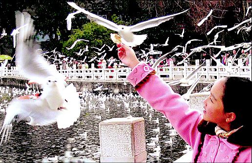 2月15日,一名小女孩在昆明市翠湖公园向红嘴鸥