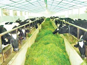 太原奶牛养殖业举步维艰(市场调查)(图)_滚动新