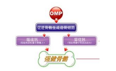 omp产品知识手册_滚动新闻