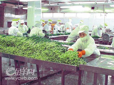 日实施肯定列表制度 中国农产品出口受阻_滚
