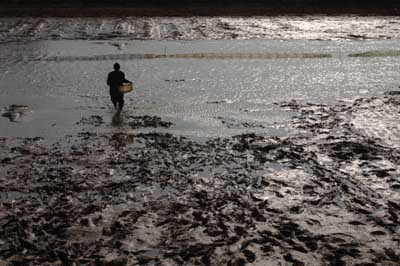 河北黄骅海域赤潮给渔业生产造成重大影响_滚