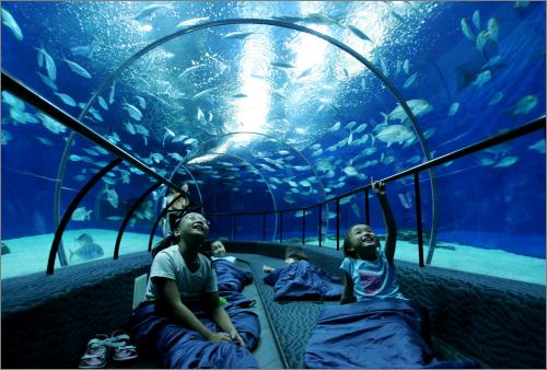 66名游客夜宿上海海洋水族馆鲨鱼睡头顶一夜