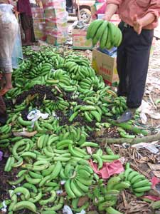 香蕉有毒谣言重创海南蕉农(图)