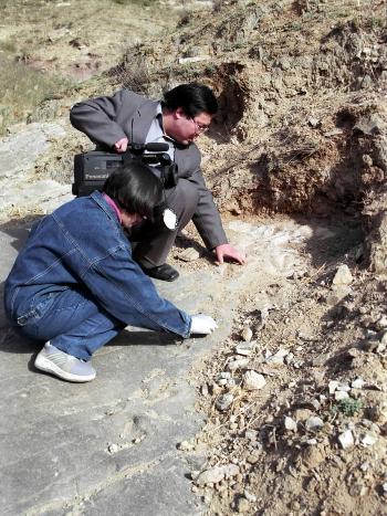 图文:河北省赤城县发现恐龙足迹化石
