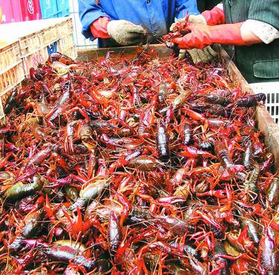 安徽龙虾挺进京城 每日一吨全国规模最大(图