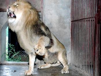 组图:北京八达岭野生动物园捐给阿富汗动物启