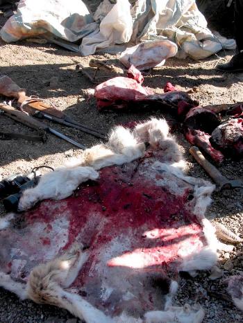 组图:新疆展开大规模反盗猎藏羚羊行动