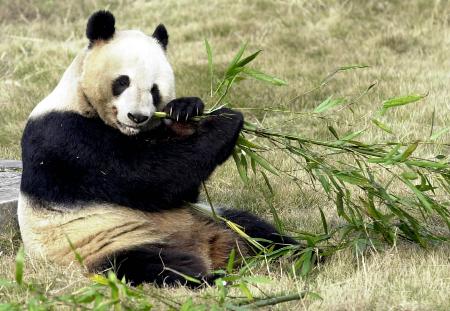 图文:重庆动物园高龄大熊猫繁殖研究取得突破