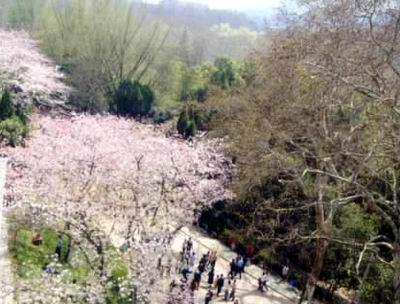 组图:武汉东湖之滨武汉大学珞珈山上樱花盛开