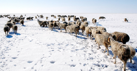 入春以来,位于内蒙古东北部中蒙边境的巴尔虎草原连续遭受多次暴风雪