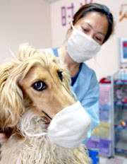 图文:重庆市宠物市场严防非典 小狗戴上大口罩