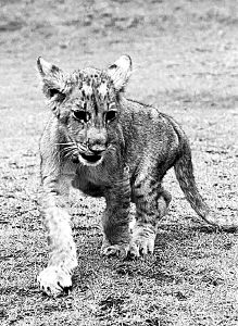 7月18日,已存活114天的虎狮兽崽崽在长沙世