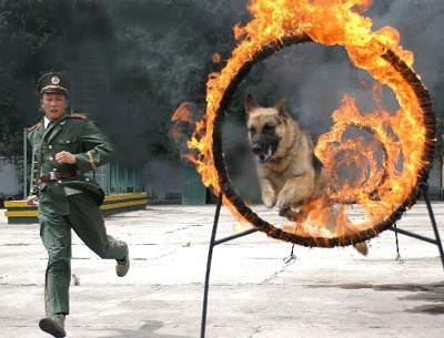 > 正文图为哈尔滨警犬训练基地警犬训导员李伟训练警犬"凯撒"穿跳火圈