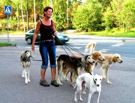 图文:芬兰宠物管理 狗绳上标明主人的姓名、地