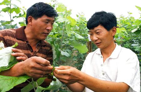 图文:[农业经济](彩2)新品种杨树致富农家