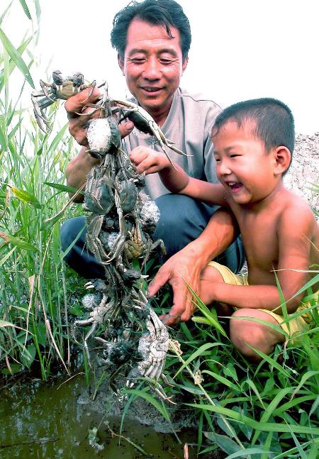 图文:天津市宁河县农民在观察养殖的河蟹
