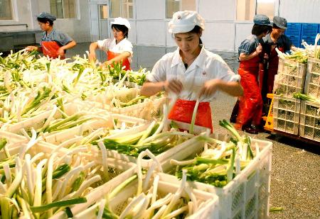 图文:几名女工在天津半成品菜加工基地工作