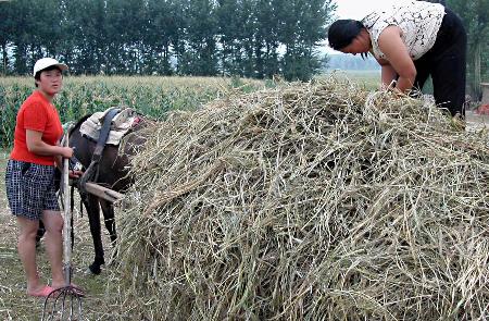 图文:内蒙古地震灾区的村民在收拾杂草