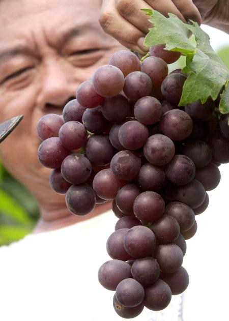 图文:一农民展示他选育成功的红贵族葡萄新品