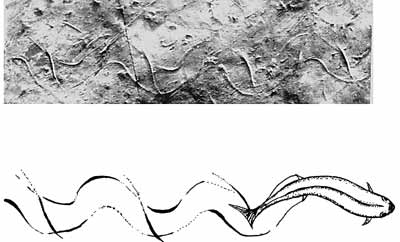中国境内首次发现鱼类游泳遗迹化石(图)