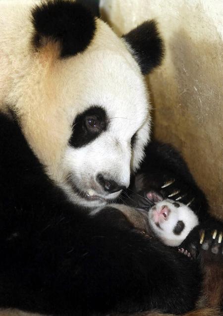 图文:中国今年人工繁育大熊猫创下历史最高纪录