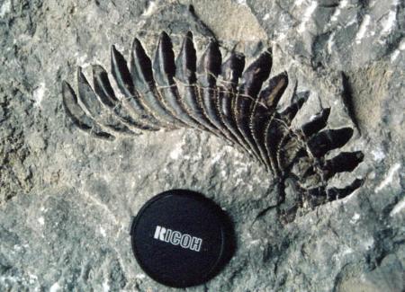8亿年前鲨鱼化石(有