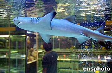 图文:小鲨鱼成为水族箱内宠物