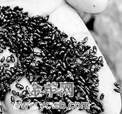 成千上万黑甲虫惊现台湾(图)