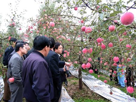 图文[服务专线]延安建成万亩苹果示范基地