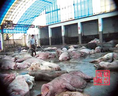 屠宰场在加工老母猪肉《每周质量报告》供图