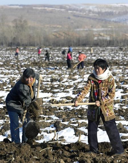 图文:雪后保地墒 两个村民在雪后翻地