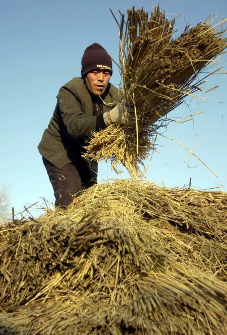 图文:[经济纵横](彩2)吉林农民收储忙